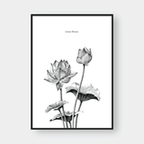 SKETCH LOTUS FLOWER 