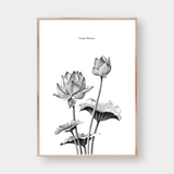  SKETCH LOTUS FLOWER 