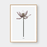  LOTUS FLOWER 
