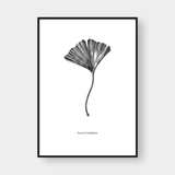  SKETCH MAIDENHAIR TREE 