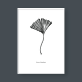  SKETCH MAIDENHAIR TREE 