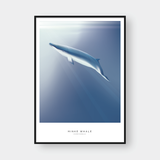  MINKE WHALE 
