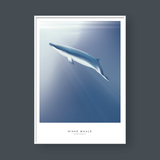  MINKE WHALE 