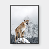  MOUNTAIN LION 