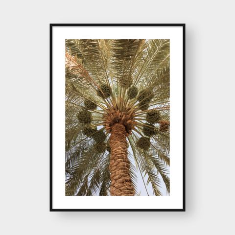  OASIS PALM LEAF TREE 