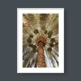  OASIS PALM LEAF TREE 