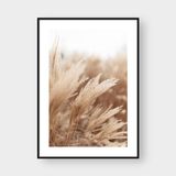  OASIS PHALARIS 