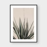  OASIS PLANT 