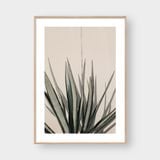  OASIS PLANT 