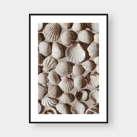  OASIS SHELLS 