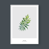  OLIVE 