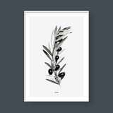  OLIVE BRANCH 