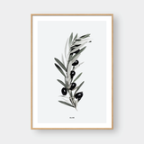  OLIVE BRANCH 