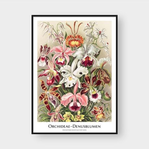 ERNST HAECKEL