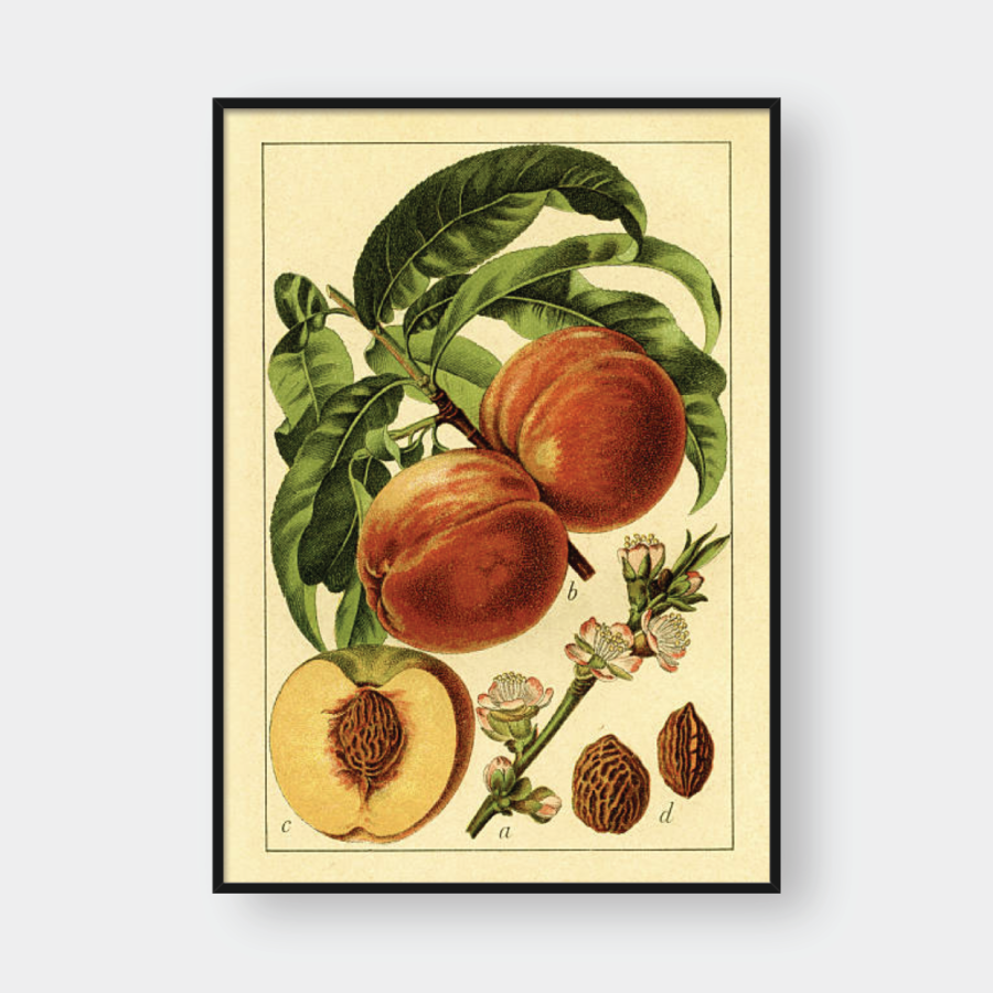  PEACH NO.3 