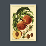  PEACH NO.3 