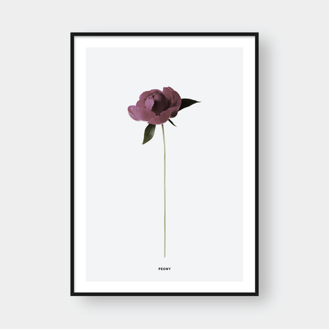 PEONY FLOWER 