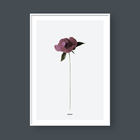  PEONY FLOWER 