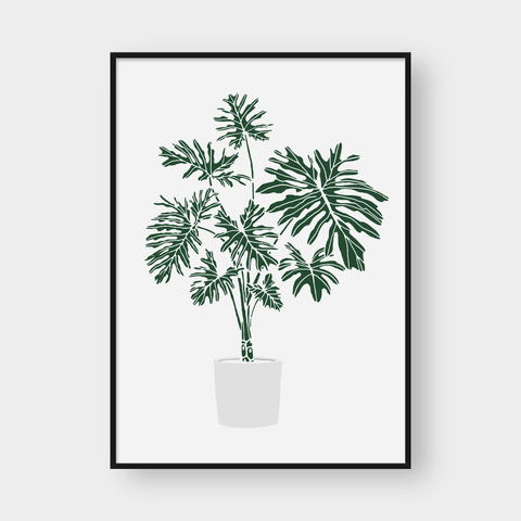  PHILODENDRON SELLOUM POT 