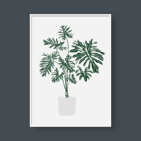  PHILODENDRON SELLOUM POT 