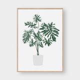  PHILODENDRON SELLOUM POT 