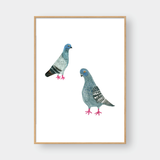  PIGEONS 