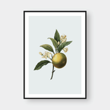  POMELO 