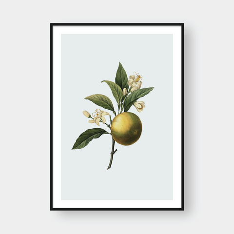  POMELO 