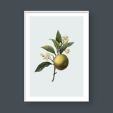  POMELO 