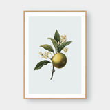  POMELO 