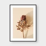  PROTEA FLOWER 