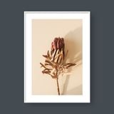  PROTEA FLOWER 
