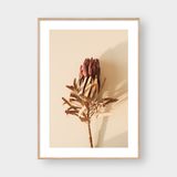  PROTEA FLOWER 