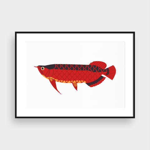  RED AROWANA 