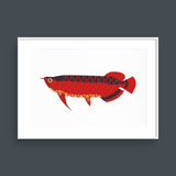  RED AROWANA 
