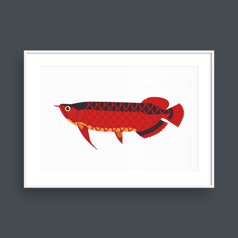  RED AROWANA 