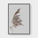  REEDS SET 01 