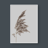  REEDS SET 01 