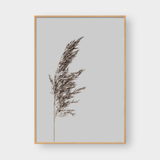  REEDS SET 01 