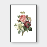  ROSE NO.7 