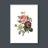  ROSE NO.7 