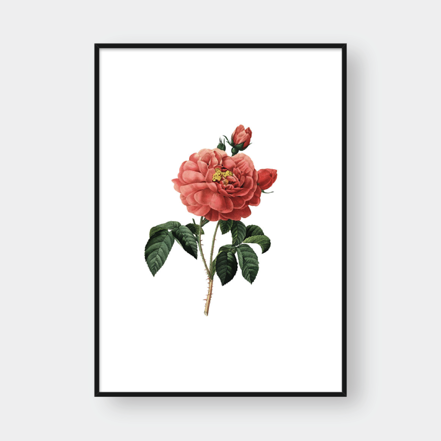  ROSE NO.8 
