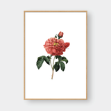  ROSE NO.8 