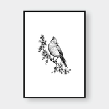  BIRDS SET NO.1 