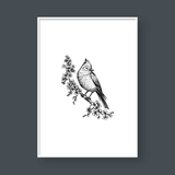  BIRDS SET NO.1 