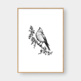  BIRDS SET NO.1 