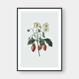  STRAWBERRY 