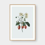  STRAWBERRY 
