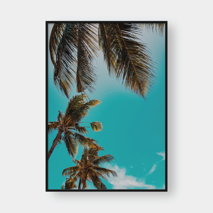  COCONUT TREES 
