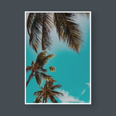  COCONUT TREES 